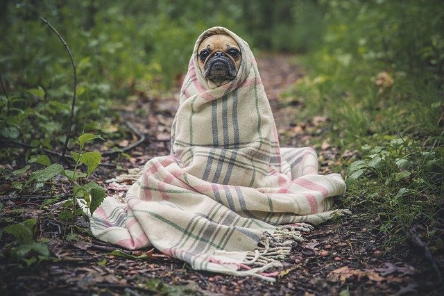Seaweed Wrap Insurance
